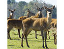 red deer